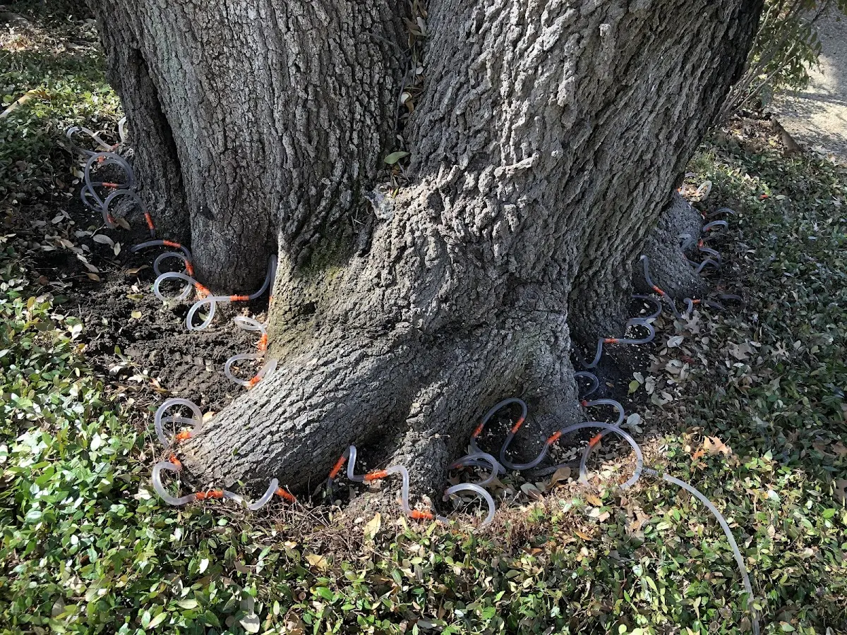 Detailed Tree Cabling and Bracing job site in Sturgeon