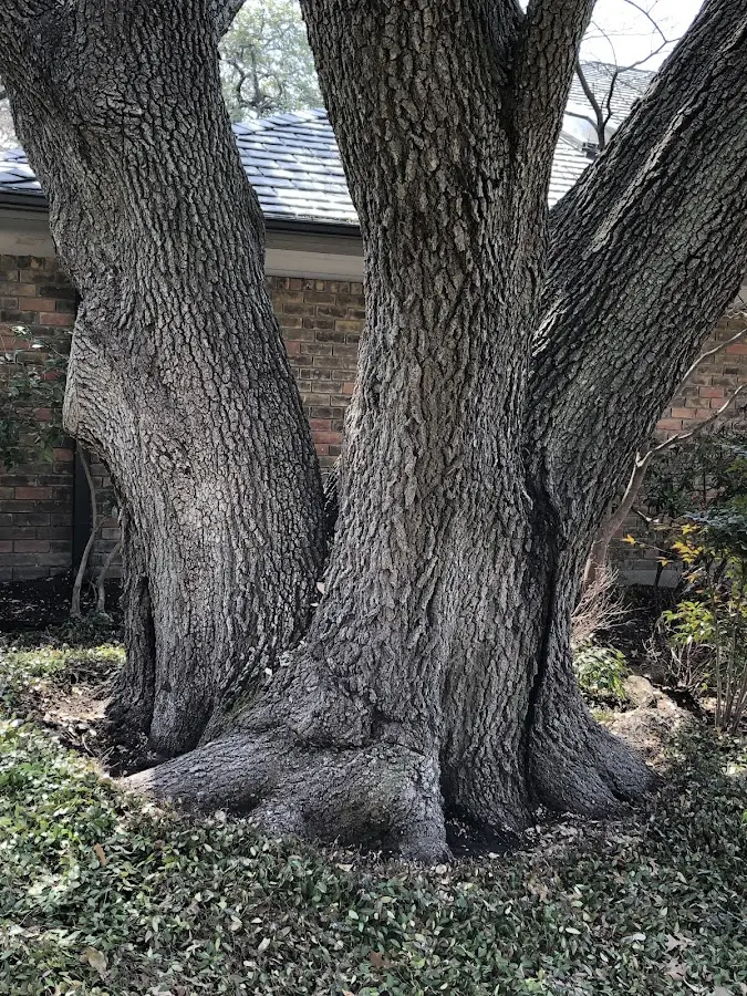 Mature heritage tree close to a Sturgeon property cared for by certified arborists